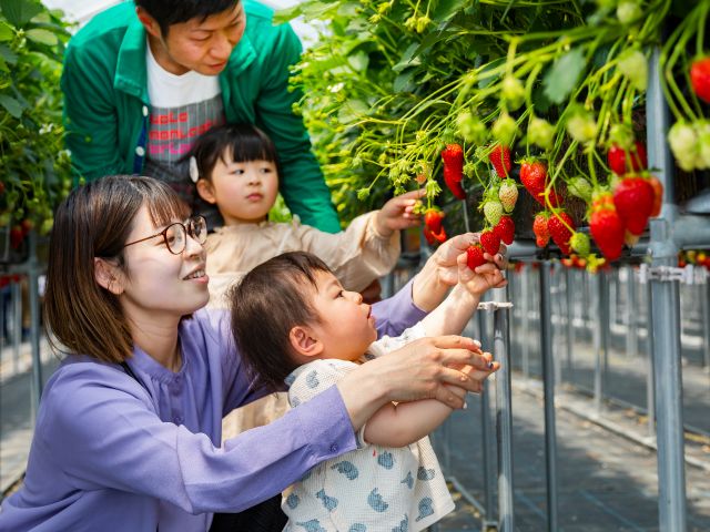 こだわりイチゴです!