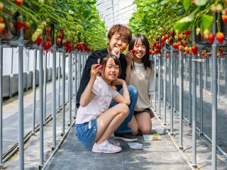 1月からイチゴ狩りスタートです♪