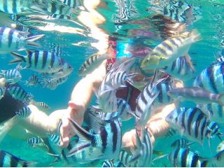 シュノーケリング|餌付でお魚がいっぱい集まるよ☆