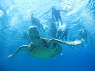 ウミガメに会えるかも!?