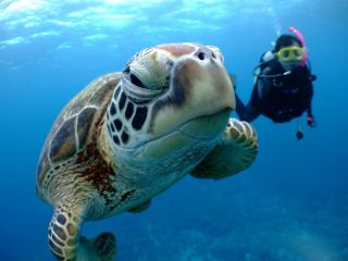 ウミガメとこんなに近くで泳げる時も