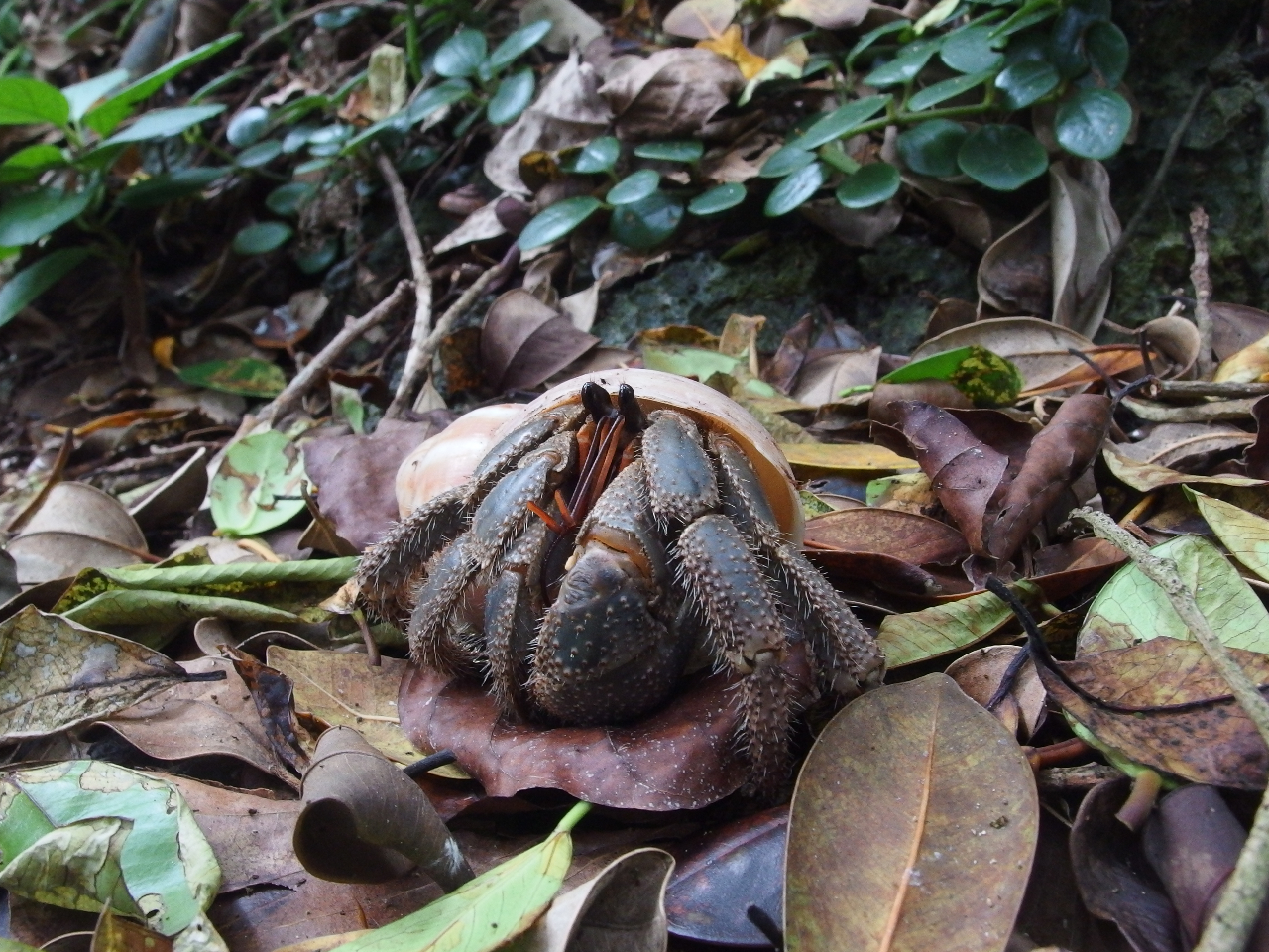 VRLOEIJhJ@l̂ԂTCY̋ȃhJXĂ܂B