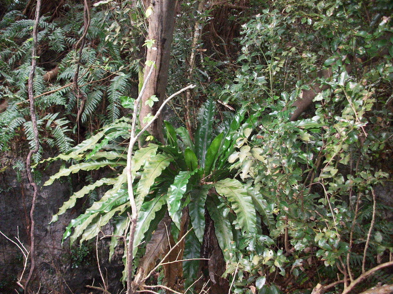 II^j^Bł͂ŌAłAŊ뜜Bɓł͐HpɂpĂ܂B