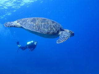 ウミガメと泳げたら、こんな感じ