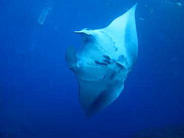 ���������́A�}���^�ɂ���邩���H