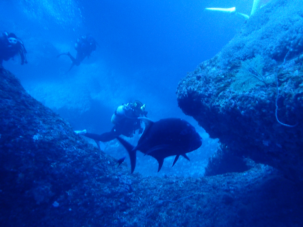 ���E�j���A�W