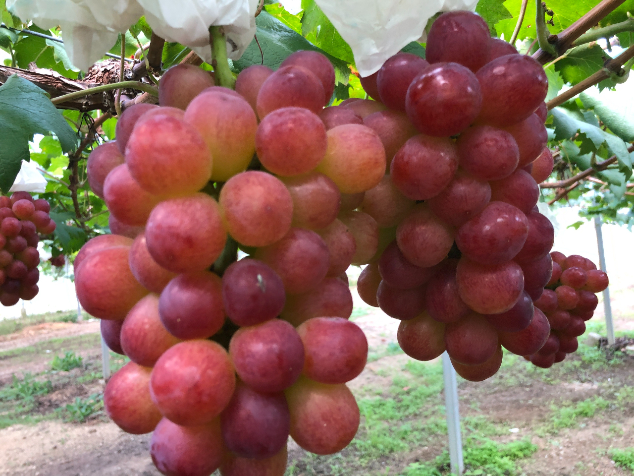 RLȁAÂт肵_łBƂт̂ԂǂTĐHׂĂˁII