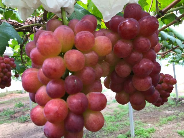 自然豊かな、ゆっくり、のんびりした農園です。とびきりのぶどうを探して食べてね!!