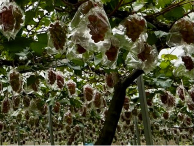 まだ若木ですがしっかりした実がなっています