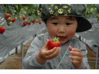 自然豊かな、ゆっくり、のんびりした農園です。とびきりのいちごを探して食べてね!!