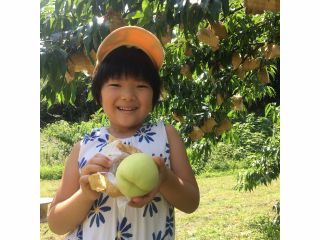 お土産用の桃2玉の収穫体験をお楽しみください♪桃は収穫後に時間を置いて追熟させることで果肉が柔らかくなり、甘く美味しくお召しあがりいただけるようになります!