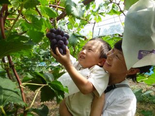 自然豊かな、ゆっくり、のんびりした農園です。とびきりのぶどうを探して食べてね!!