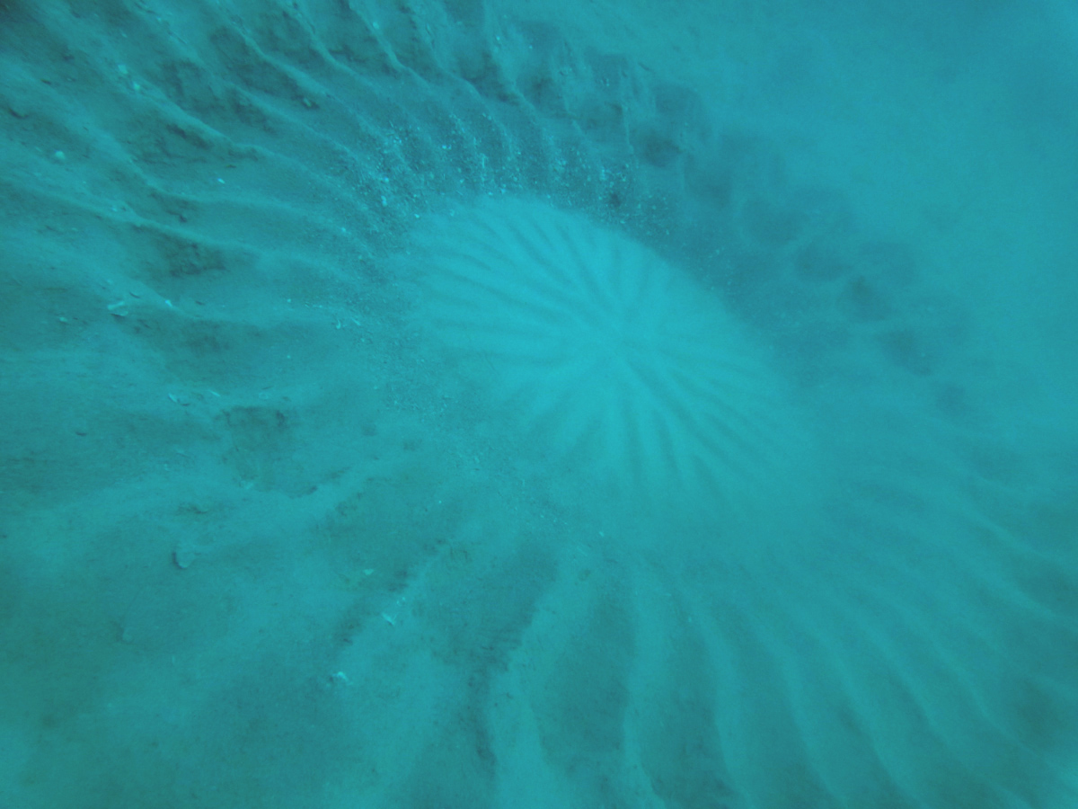 アマミホシゾラフグの♂が作る産卵床、通称ミステリーサークルが見れるのは、
現在世界中で奄美大島の海だけです!
見れる時期は4月〜7月位です。