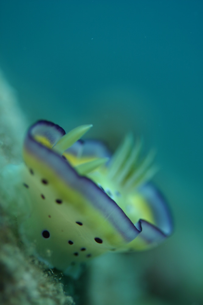 色とりどりで綺麗で可愛らしいウミウシはダイバーに大人気。
種類や量が一番豊富になる季節は春から初夏にかけてです。