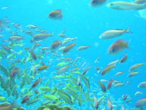 ケラマハナダイの乱舞はとても美しいです。