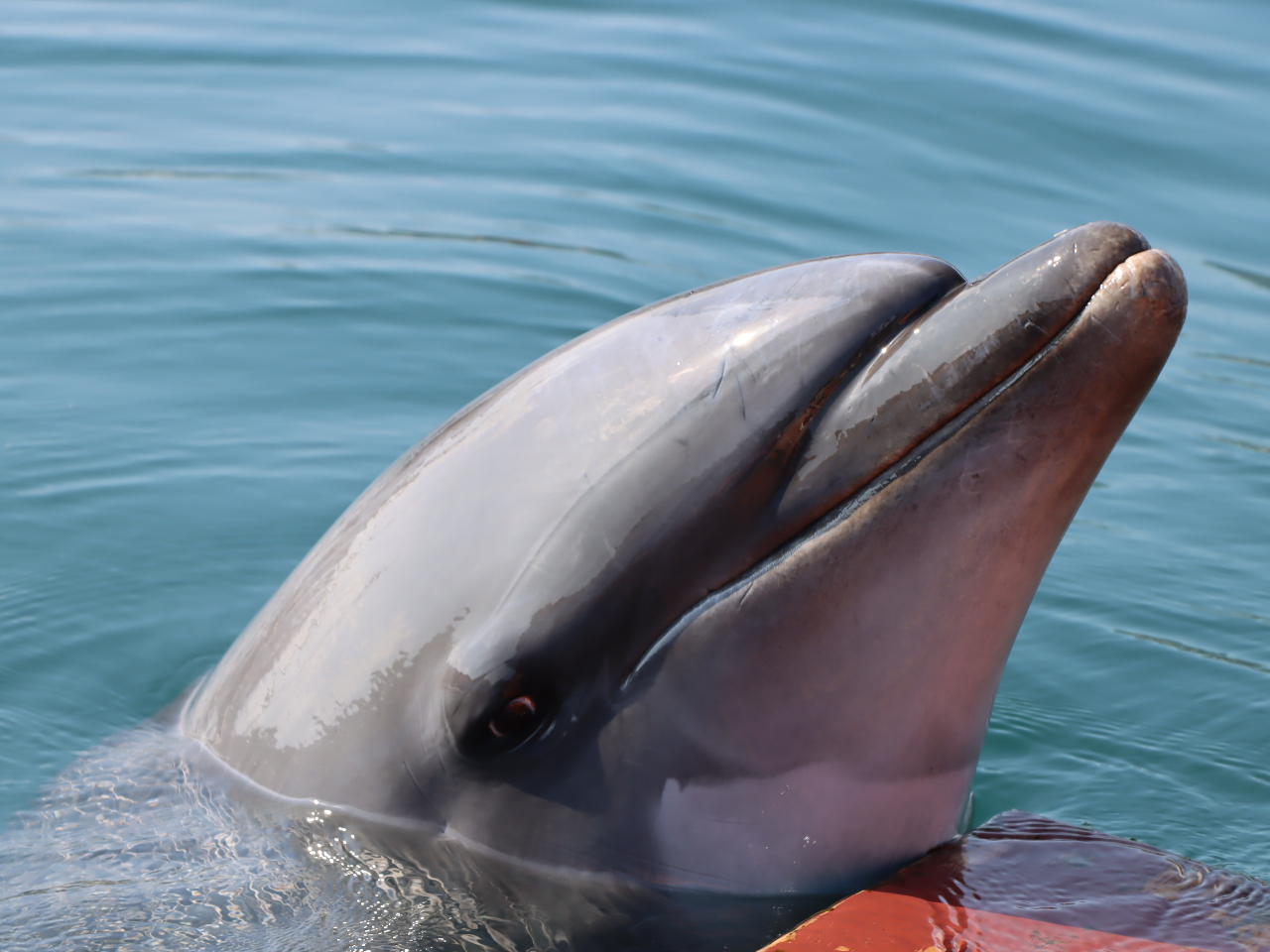 近くで見ると顔の違いがよくわかります!