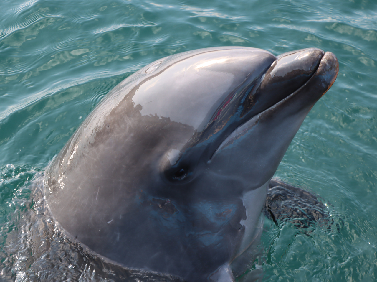 ふれあい体験+スイムでイルカと仲良くなれるかも!?