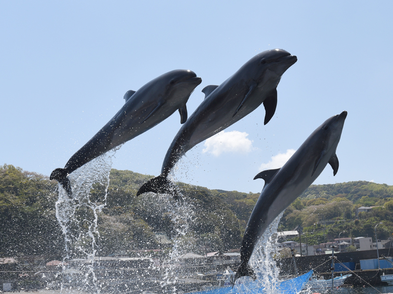 3頭ジャンプは迫力あり!!