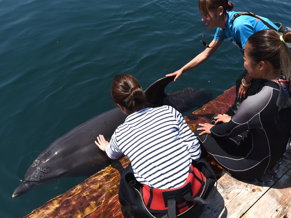 目の前にイルカが遊びに来てくれます。