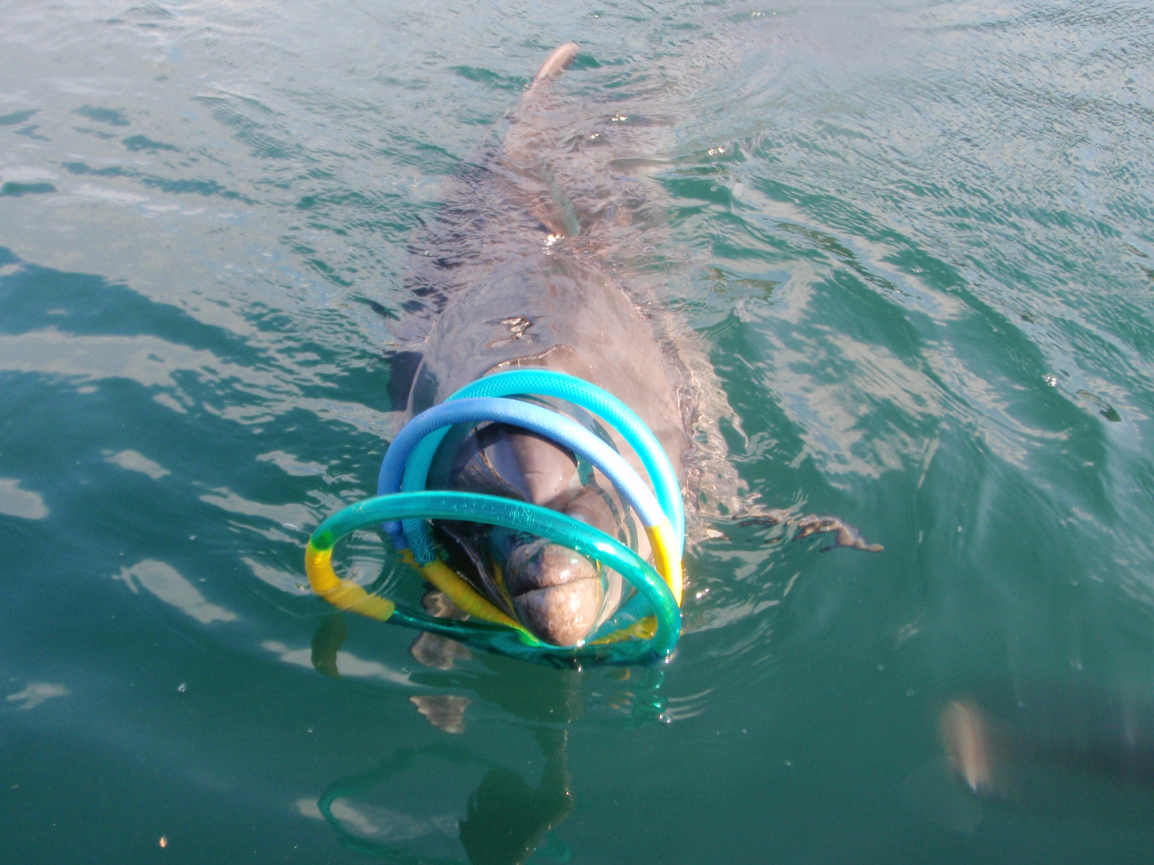 おもちゃを持ってきてくれることもあります♪