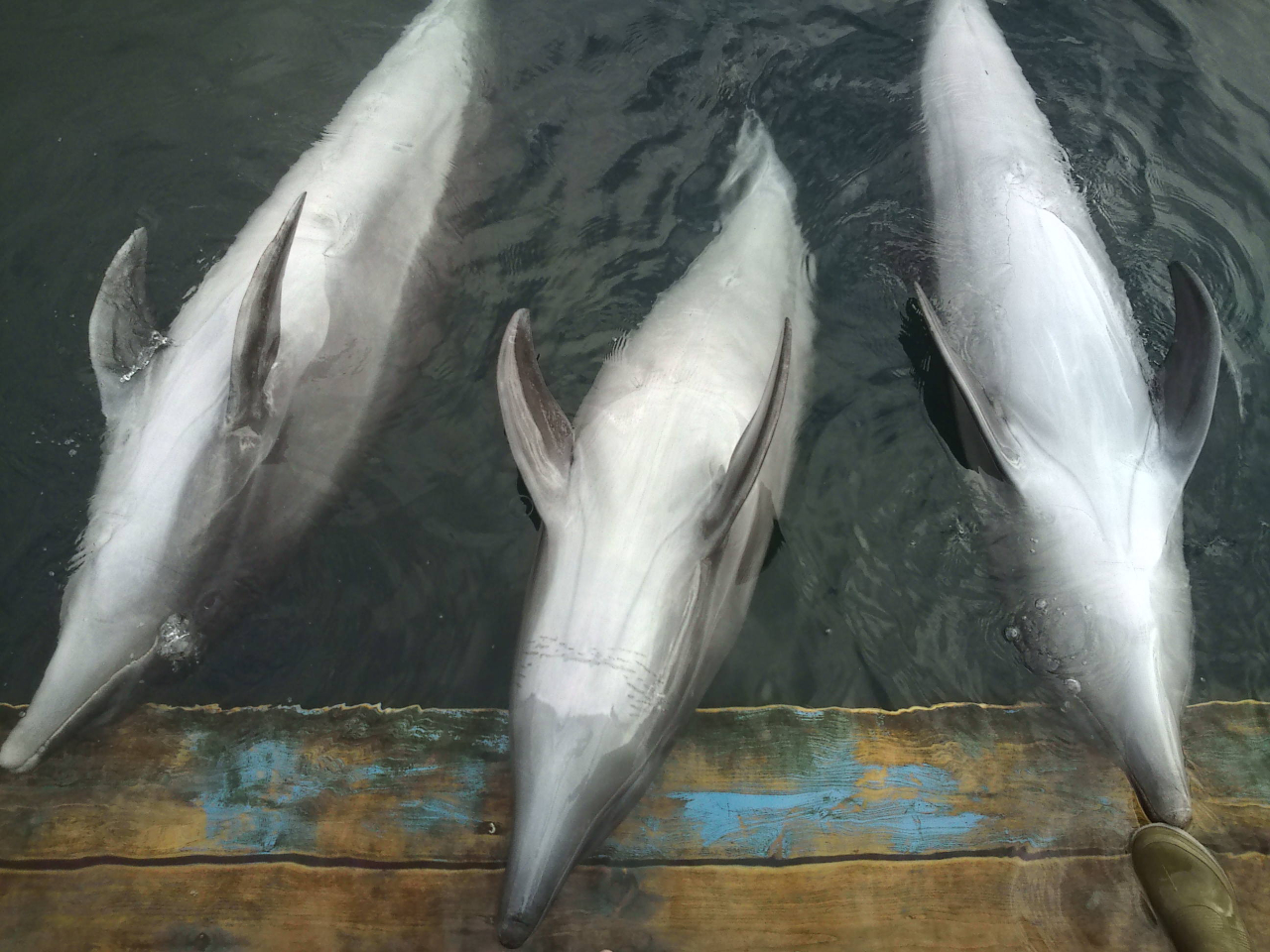 お腹も見せてくれます。