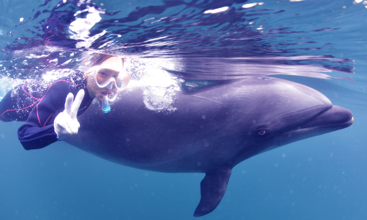 イルカの背びれにつかまって、一緒に泳ぐことができます