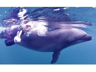 イルカの背びれにつかまって、一緒に泳ぐことができます