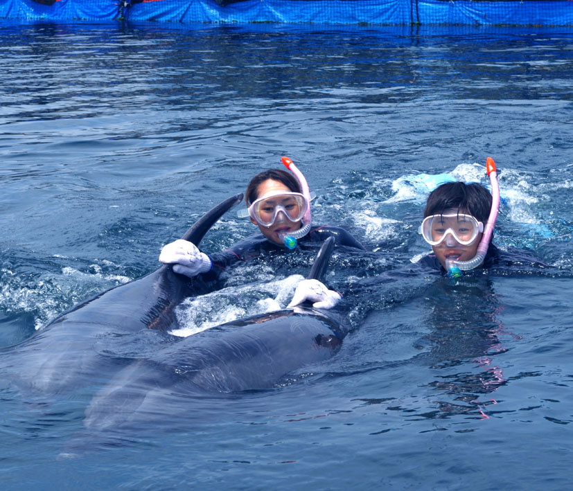 タイミングがあえば2頭並んで泳ぐ事も!