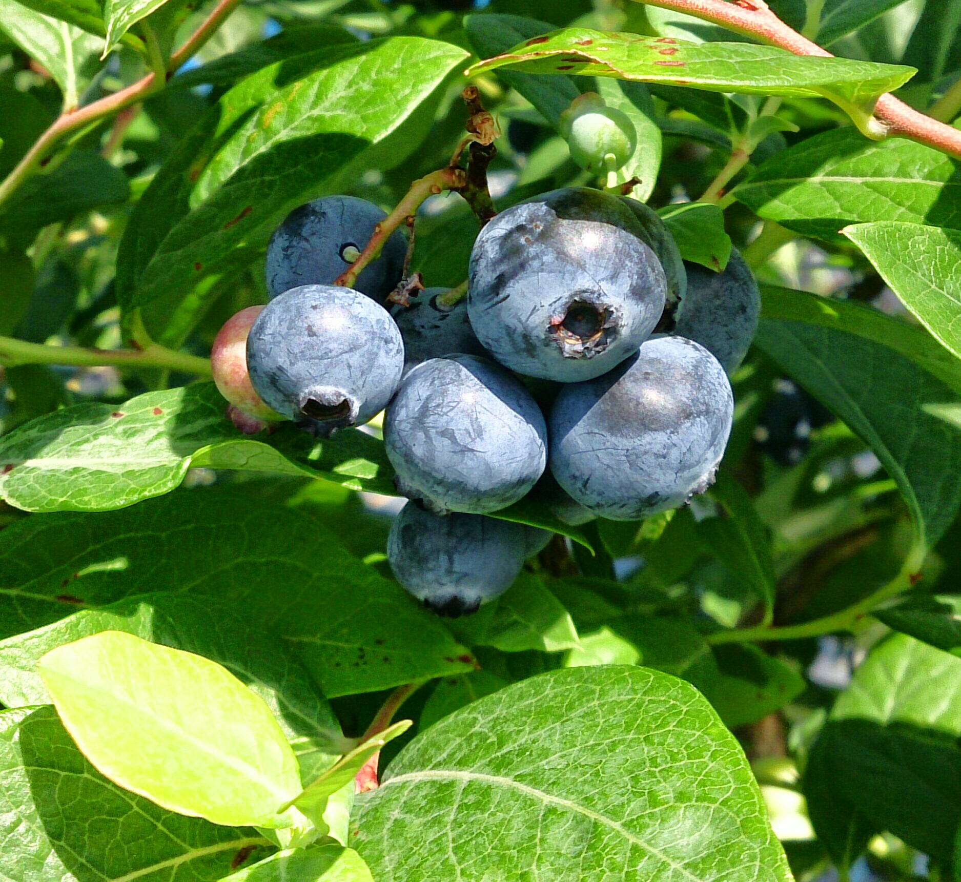 4種類のブルーベリーをお楽しみいただけます。