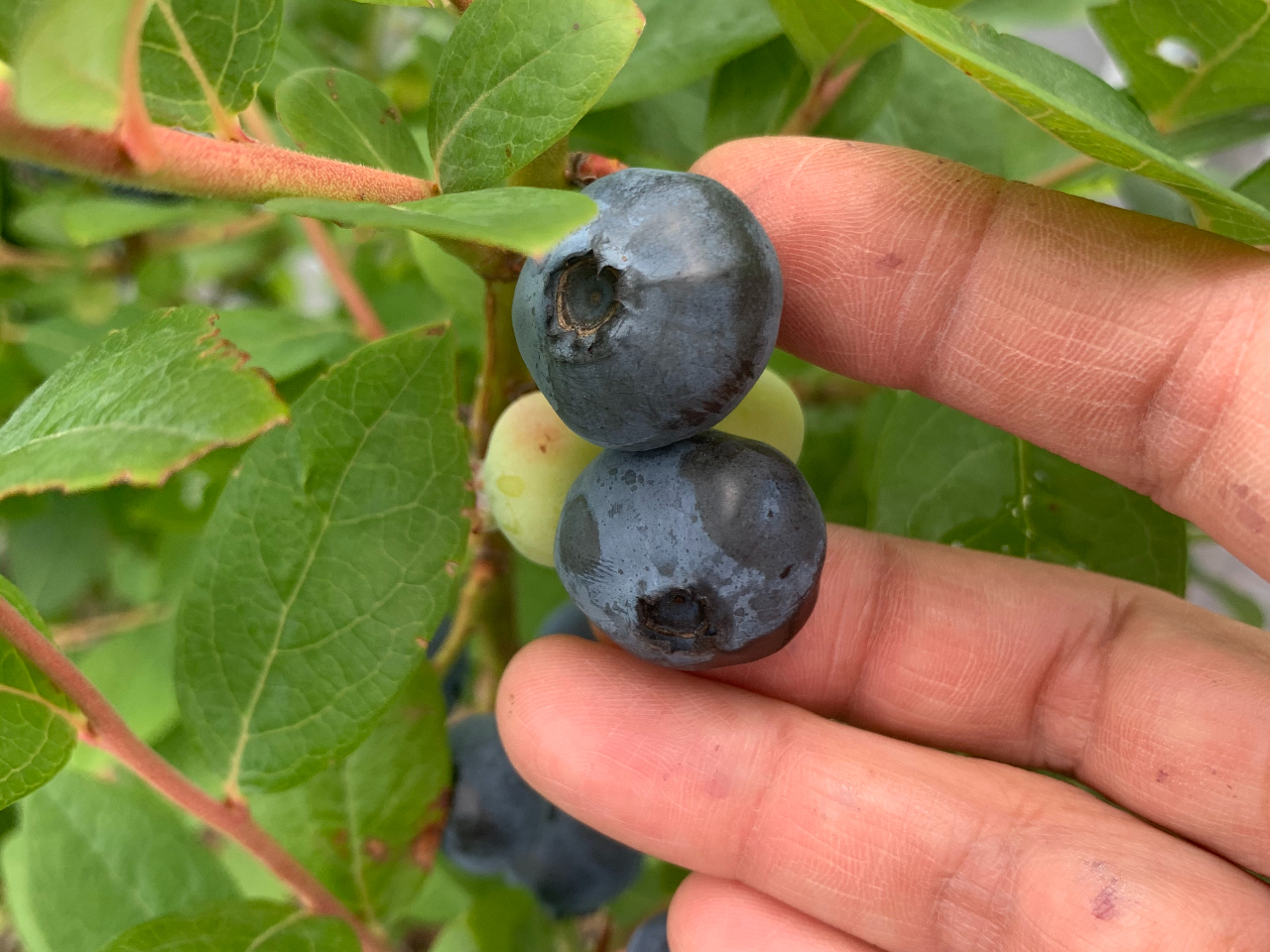 6{牺{ɐHׂƂȂuANAVFvBʎ͒嗱ŊÂ݂AʔĐHׂ₷iłB