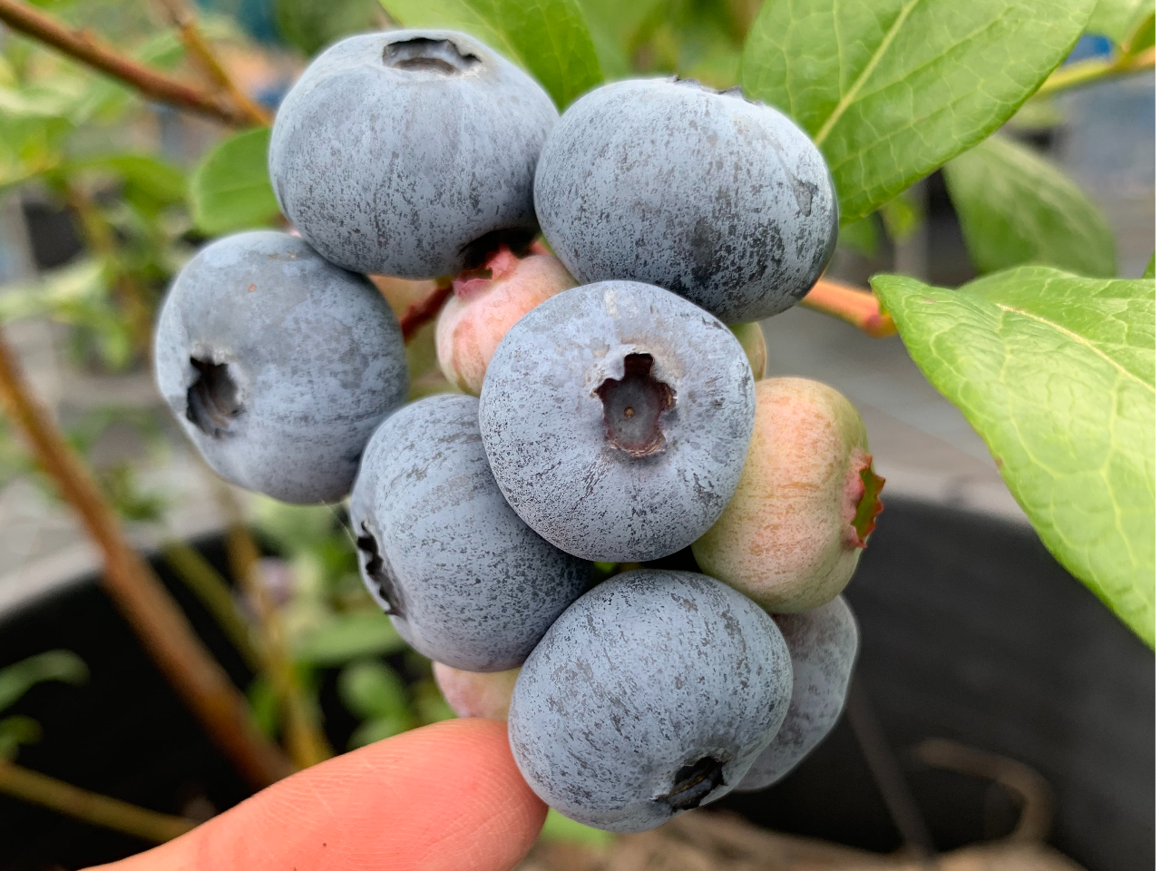 6{7{́uXp^vBł͍ő嗱iB傫̂ł100~ʂقǂ̑傫ƂȂA悢_ƊnƊÂ݂܂BH׉B