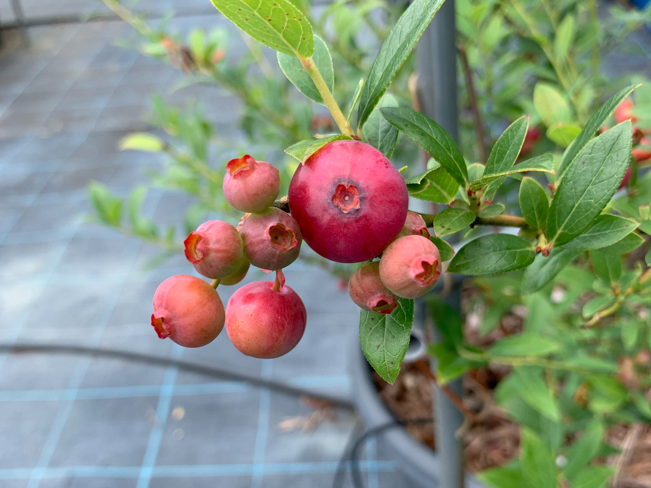 6{牺{H׍́usNl[hvBu[x[ł͒sNFBʎ͌ł߂Ńl[ĥ悤ȑu₩Ȗyݒ܂B