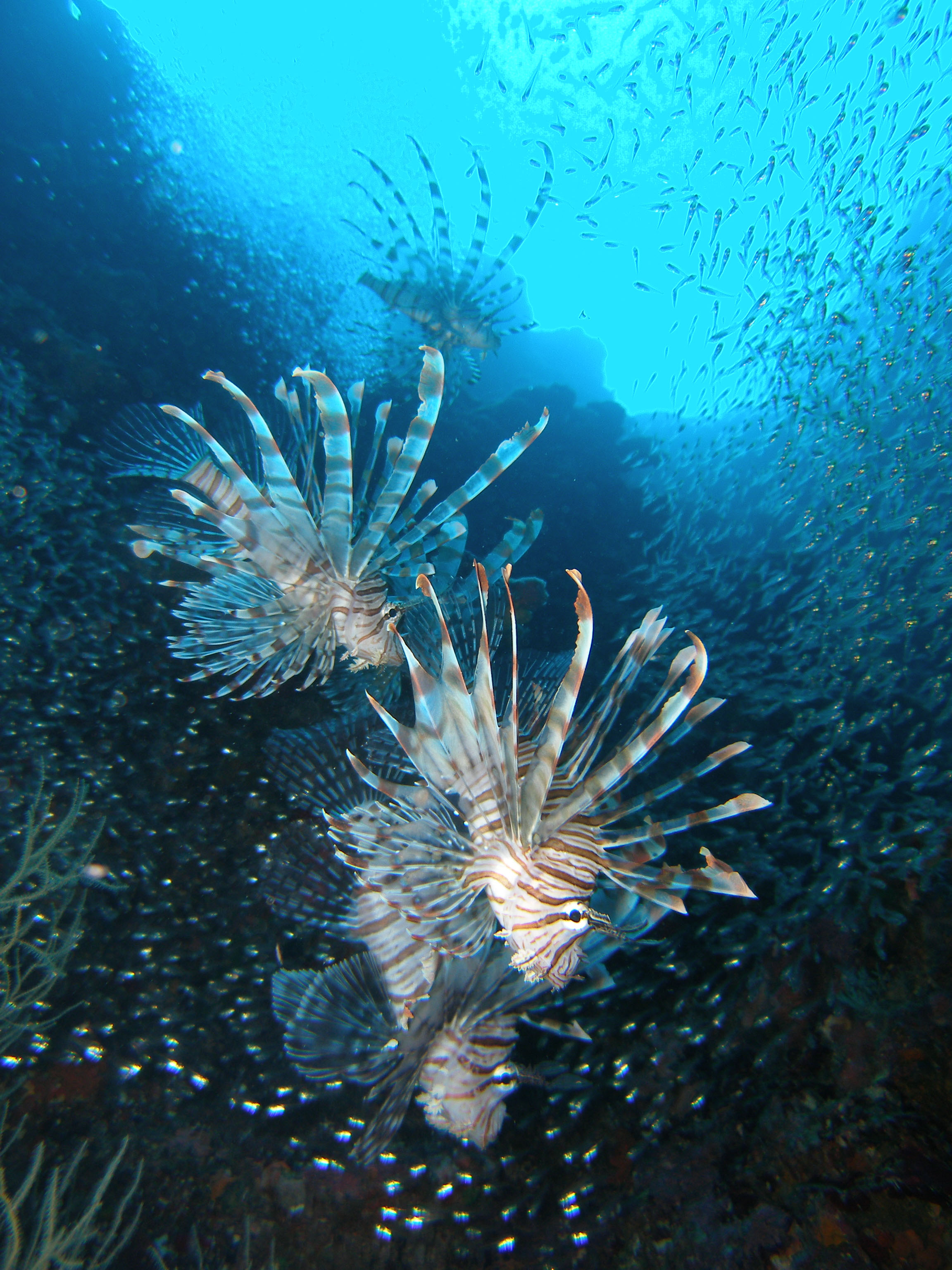 ハナミノカサゴの乱舞