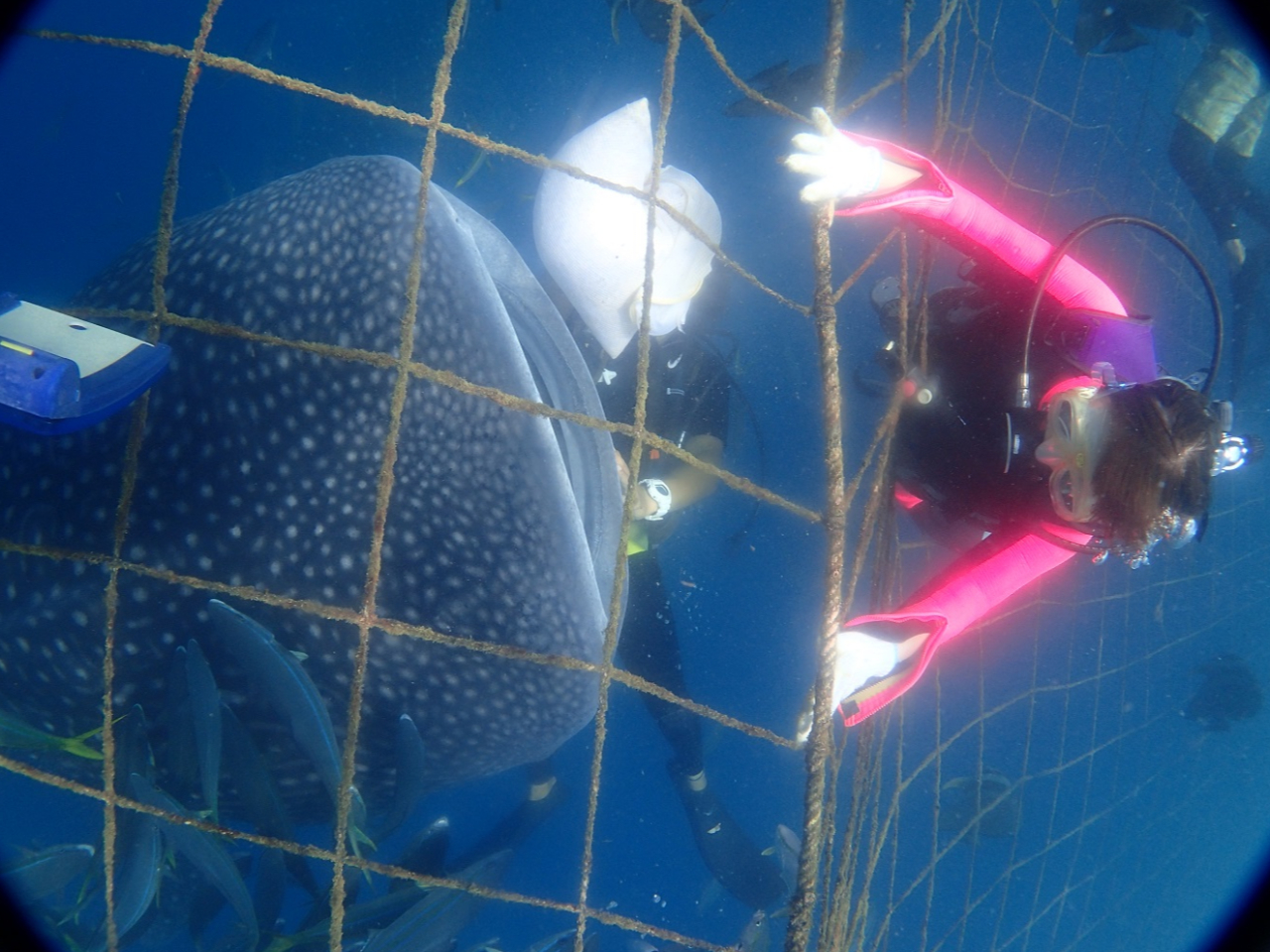 ジンベエザメと体験ダイビング