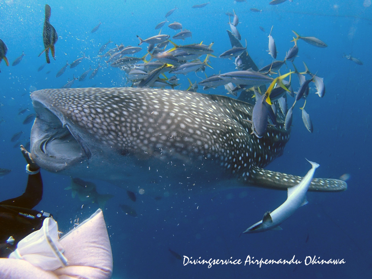 ジンベエザメとファンダイビング