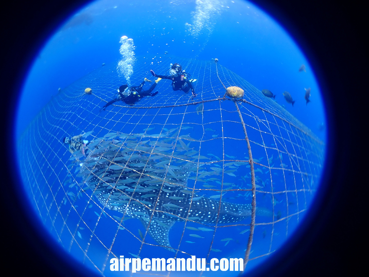 ジンベエザメとファンダイビング