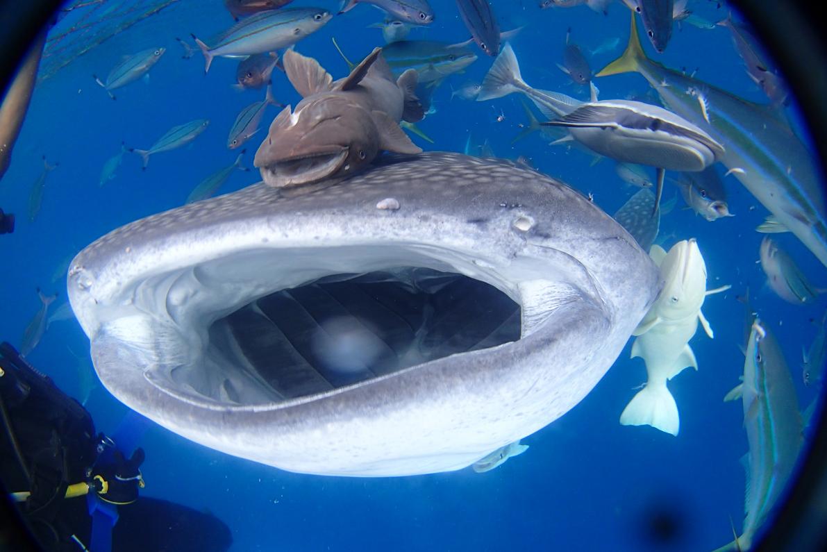 ジンベエザメとスノーケル