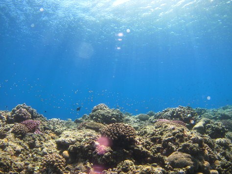 水納島の色とりどりのサンゴ礁