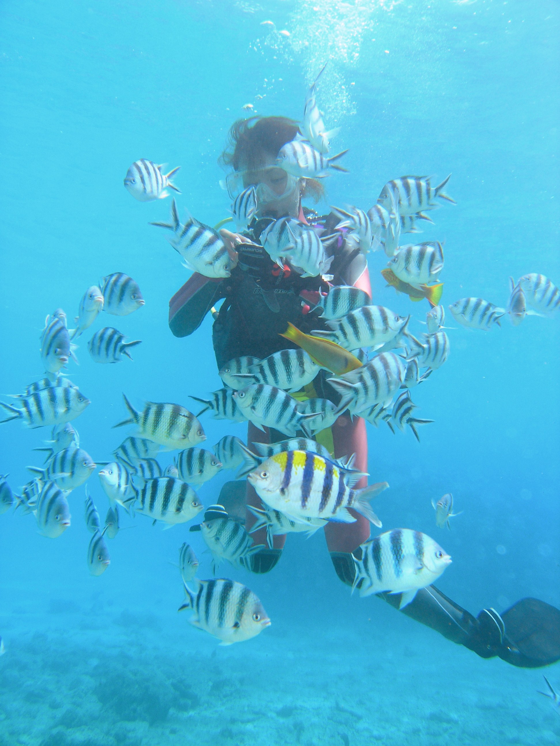 熱帯魚に囲まれながら餌付けにチャレンジ