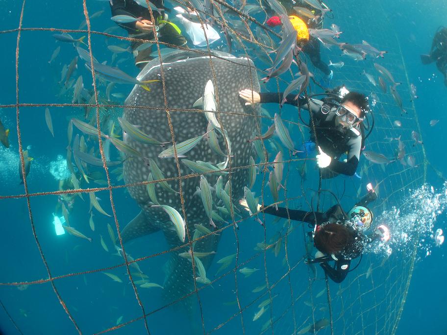 ジンベエザメと体験ダイビング