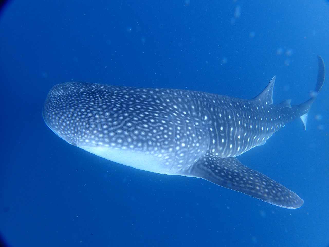 ジンエベザメと体験ダイビング