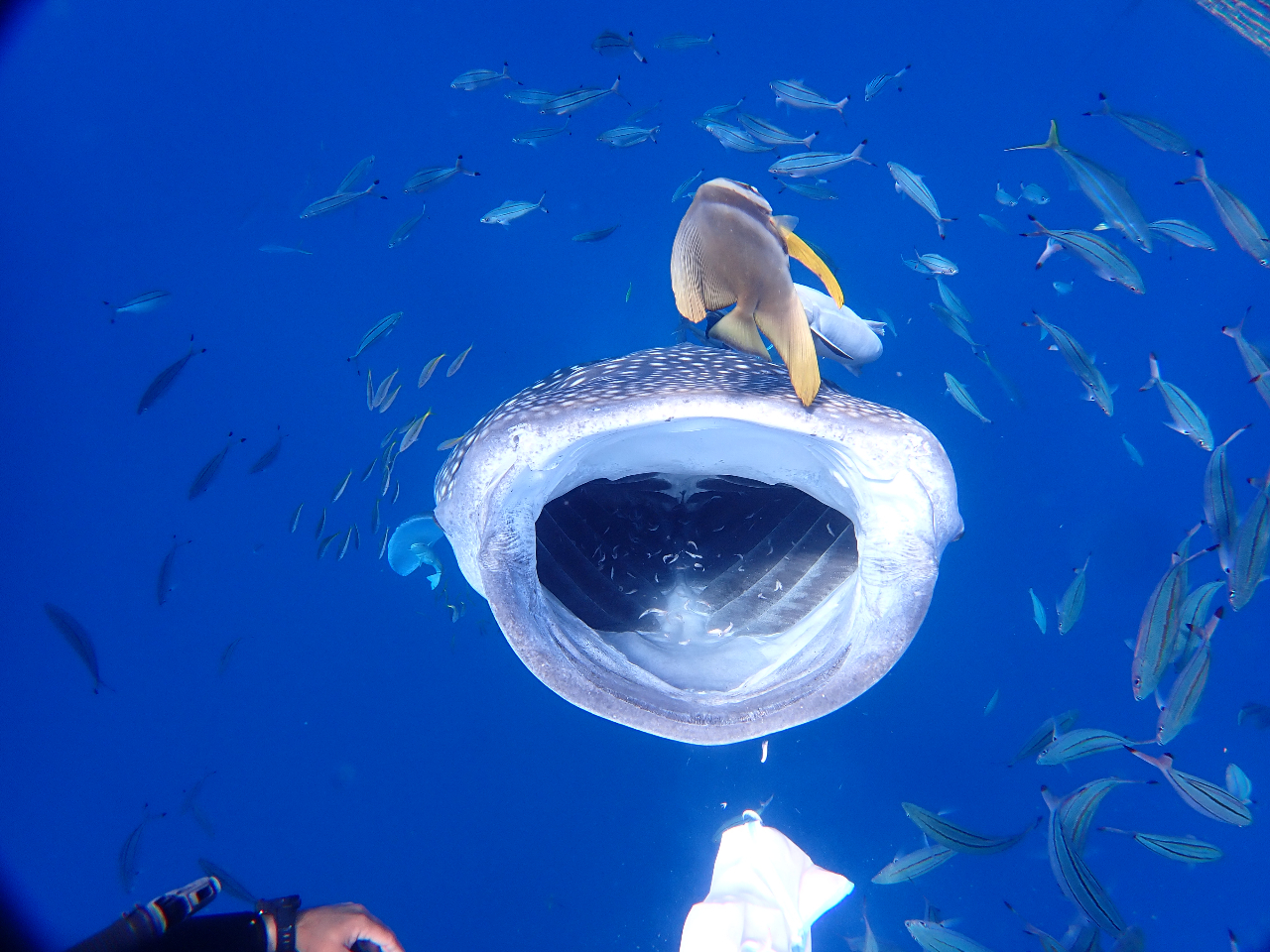 ジンベエザメと体験ダイビング