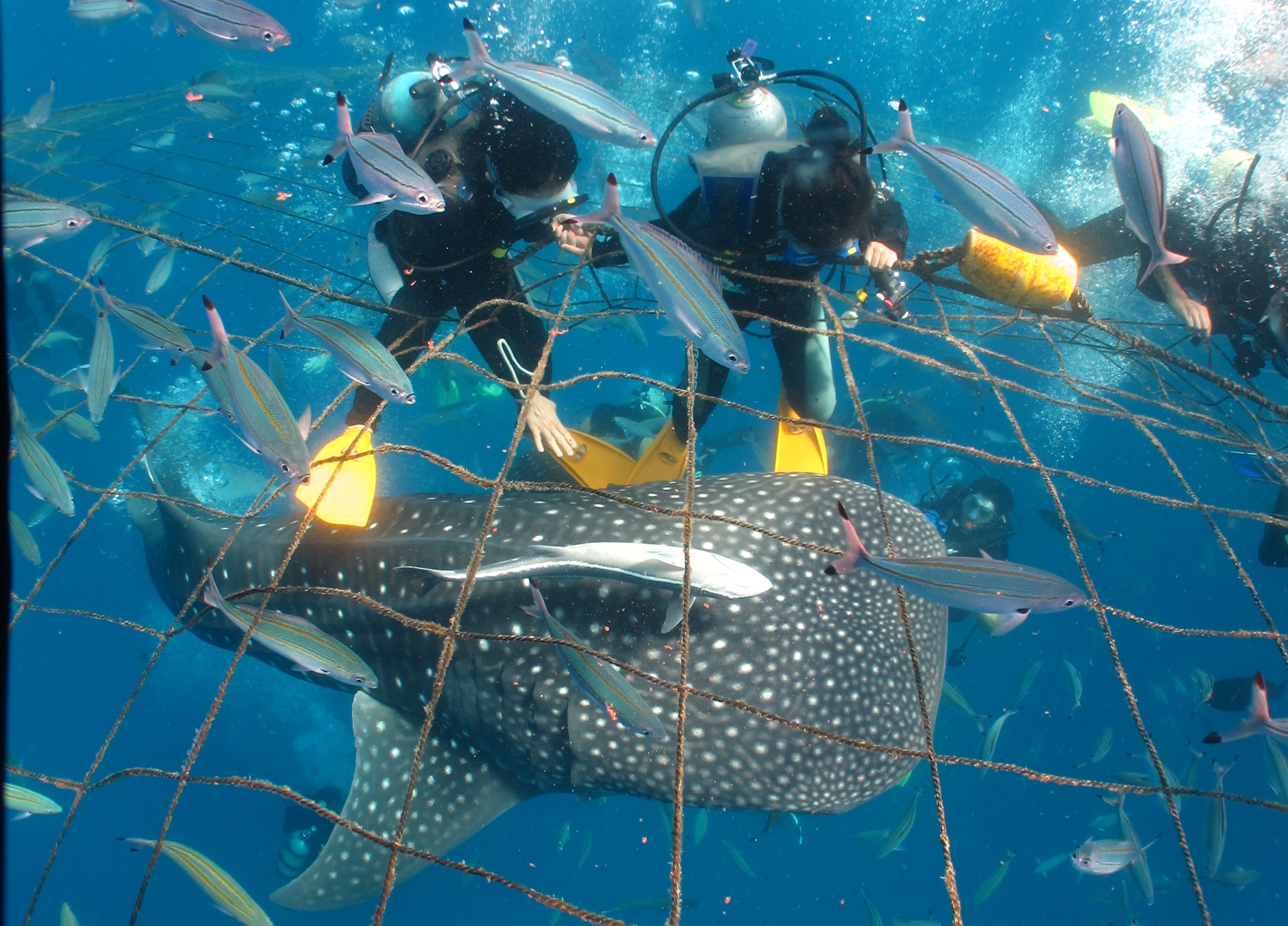 ジンベエザメと体験ダイビング