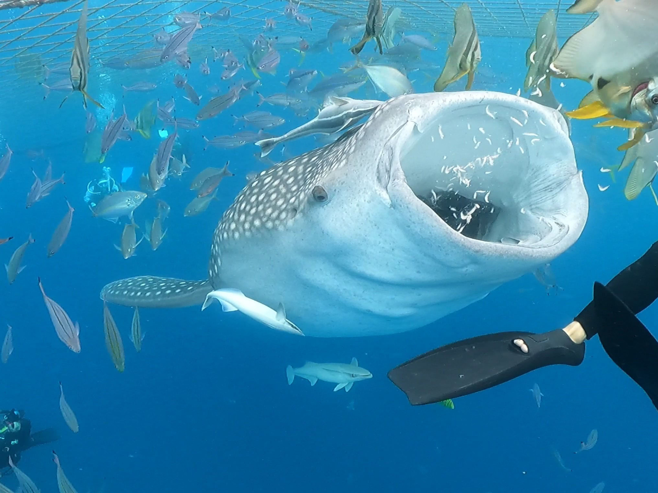 ジンエベザメと体験ダイビング