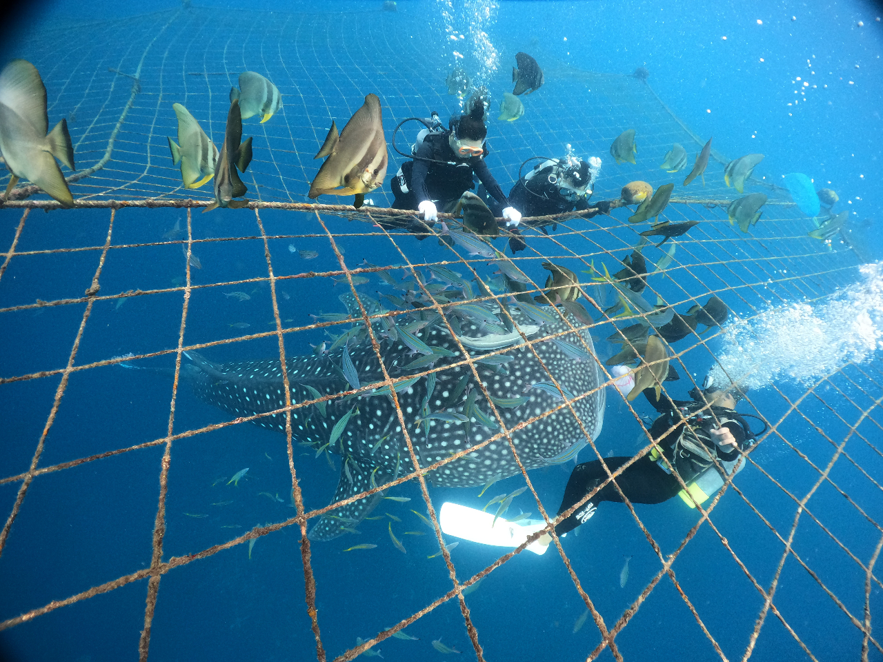 ジンベエザメと体験ダイビング