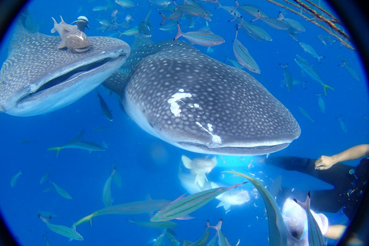 ジンベエザメスノーケル2