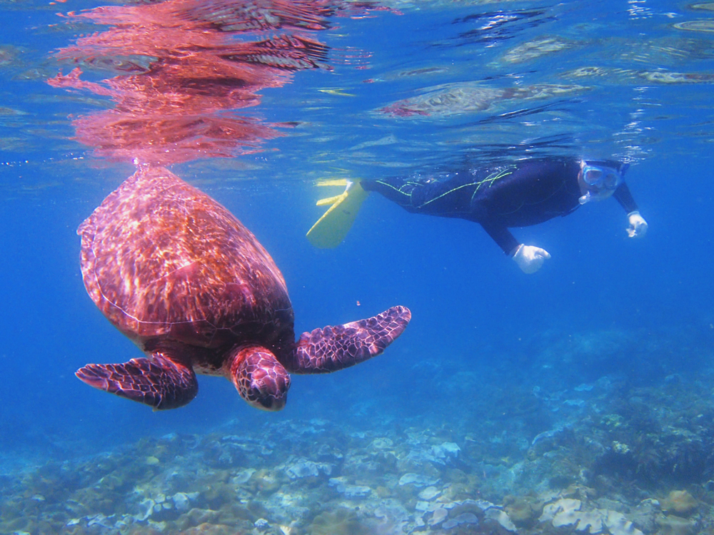 屋久島の海にはウミガメがいっぱい♪ 一緒にシュノーケリングできるかも！？