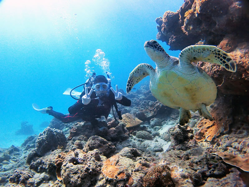 屋久島の海でウミガメとダイビング