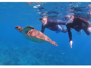 屋久島の海でウミガメと一緒にシュノーケリングができるかも!