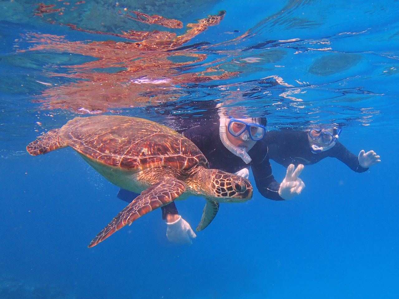 屋久島の海でウミガメとシュノーケリング